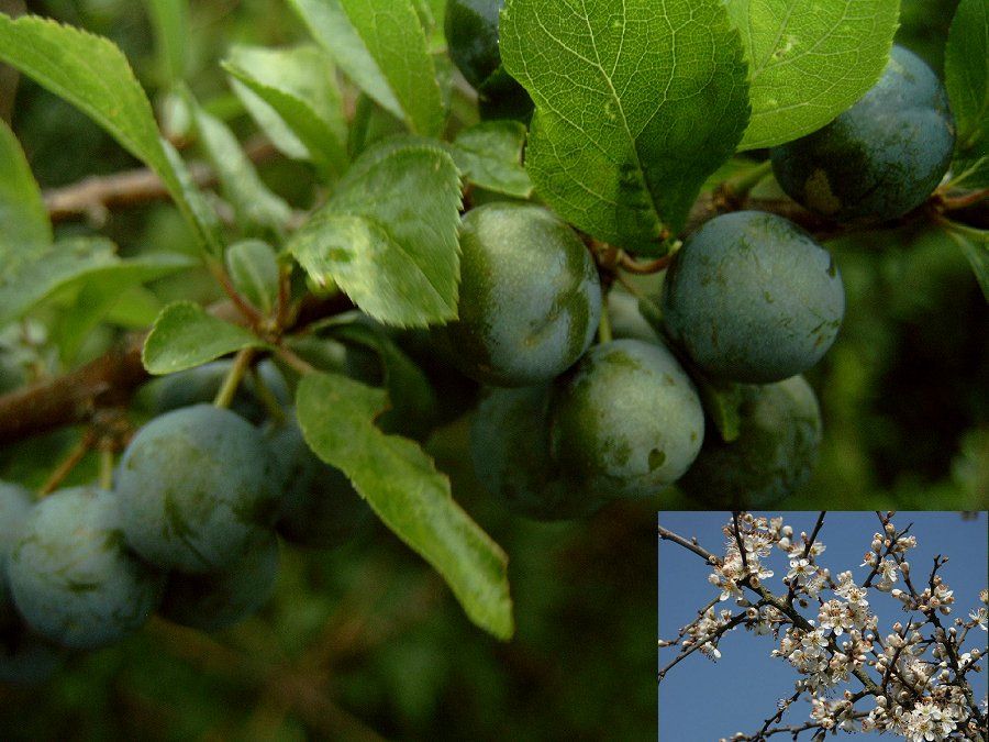  reifende Fr&uuml;chte 