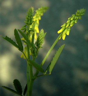  Triebspitze mit jungen Bl&uuml;ten 